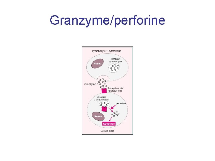 Granzyme/perforine 