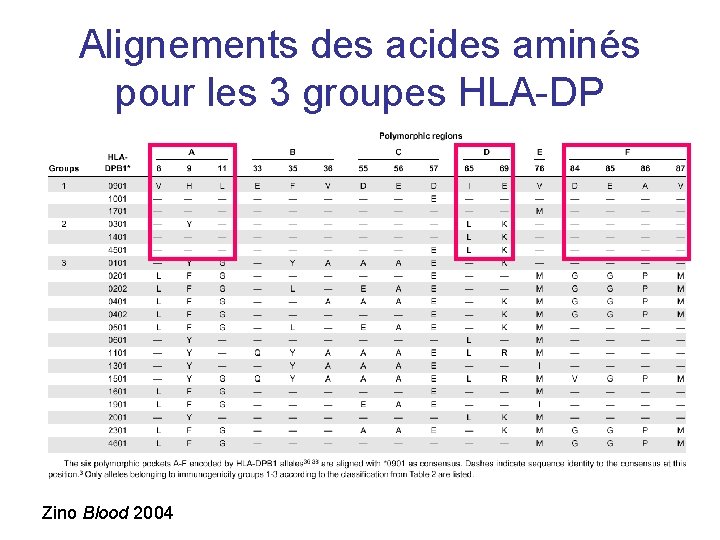 Alignements des acides aminés pour les 3 groupes HLA-DP Zino Blood 2004 