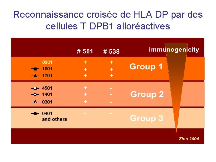 Reconnaissance croisée de HLA DP par des cellules T DPB 1 alloréactives 
