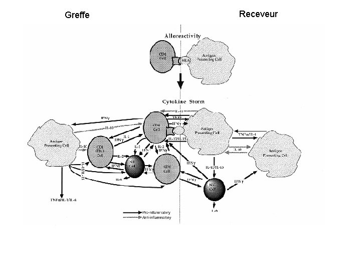 Greffe Receveur 