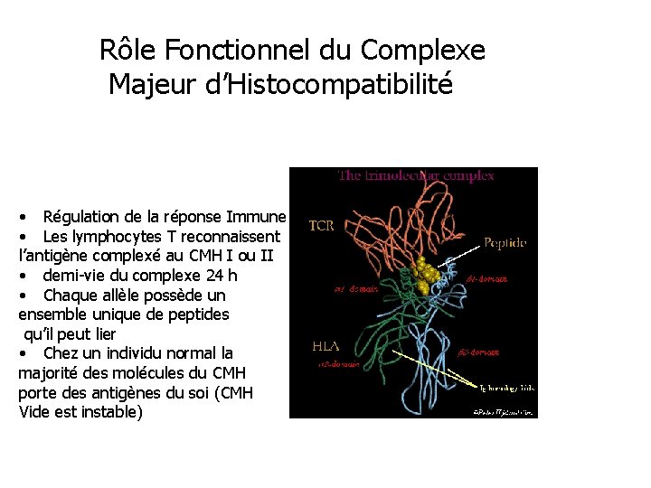 Rôle Fonctionnel du Complexe Majeur d’Histocompatibilité • Régulation de la réponse Immune • Les