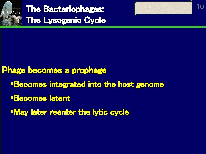 The Bacteriophages: The Lysogenic Cycle Phage becomes a prophage Becomes integrated into the host