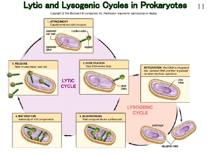 Lytic and Lysogenic Cycles in Prokaryotes 11 