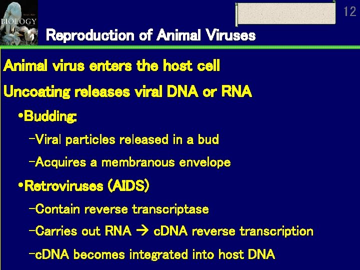 12 Reproduction of Animal Viruses Animal virus enters the host cell Uncoating releases viral