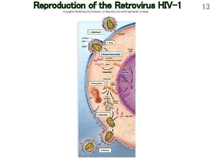 Reproduction of the Retrovirus HIV-1 13 