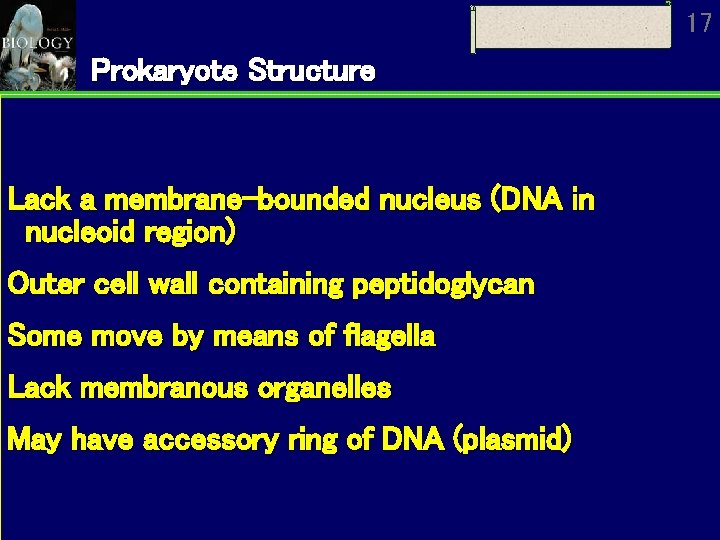 17 Prokaryote Structure Lack a membrane-bounded nucleus (DNA in nucleoid region) Outer cell wall