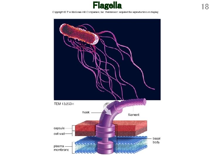 Flagella 18 