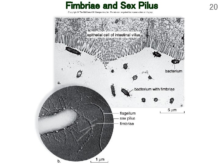 Fimbriae and Sex Pilus 20 