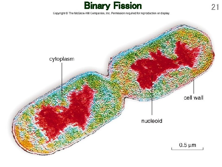 Binary Fission 21 