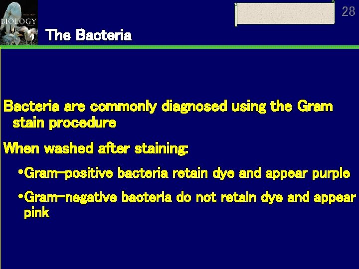 28 The Bacteria are commonly diagnosed using the Gram stain procedure When washed after