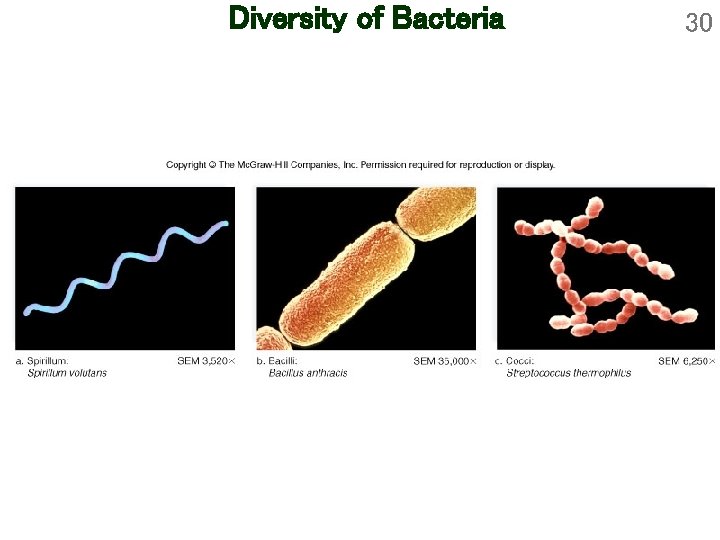 Diversity of Bacteria 30 