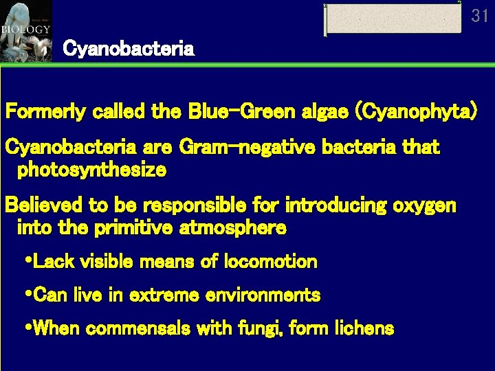 31 Cyanobacteria Formerly called the Blue-Green algae (Cyanophyta) Cyanobacteria are Gram-negative bacteria that photosynthesize