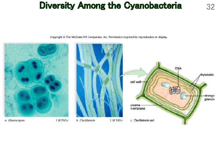 Diversity Among the Cyanobacteria 32 