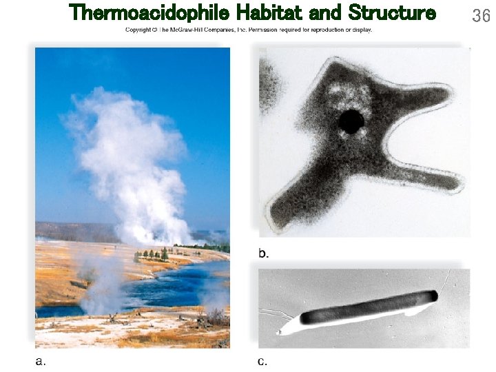 Thermoacidophile Habitat and Structure 36 