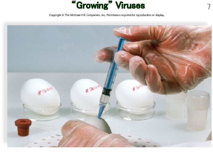 “Growing” Viruses 7 