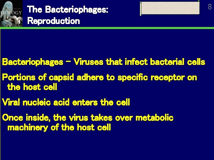 The Bacteriophages: Reproduction Bacteriophages – Viruses that infect bacterial cells Portions of capsid adhere