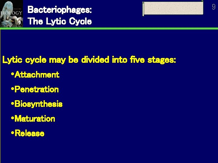 Bacteriophages: The Lytic Cycle Lytic cycle may be divided into five stages: Attachment Penetration