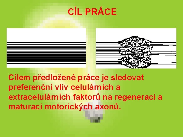 CÍL PRÁCE Cílem předložené práce je sledovat preferenční vliv celulárních a extracelulárních faktorů na CÍL PRÁCE Cílem předložené práce je sledovat preferenční vliv celulárních a extracelulárních faktorů na