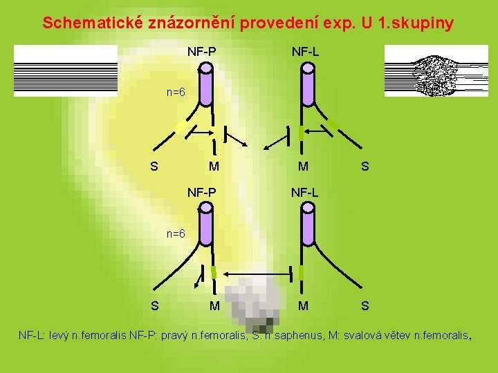 Schematické znázornění provedení exp. U 1. skupiny NF-P NF-L n=6 S M NF-P M Schematické znázornění provedení exp. U 1. skupiny NF-P NF-L n=6 S M NF-P M