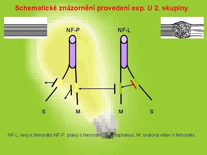 Schematické znázornění provedení exp. U 2. skupiny NF-P S M NF-L M S NF-L: Schematické znázornění provedení exp. U 2. skupiny NF-P S M NF-L M S NF-L: