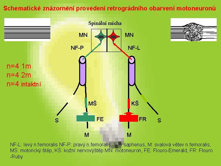 Schematické znázornění provedení retrográdního obarvení motoneuronů Spinální mícha MN MN NF-P NF-L n=4 1 Schematické znázornění provedení retrográdního obarvení motoneuronů Spinální mícha MN MN NF-P NF-L n=4 1