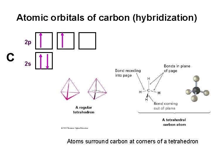 Atomic orbitals of carbon (hybridization) 2 p C 2 s Atoms surround carbon at