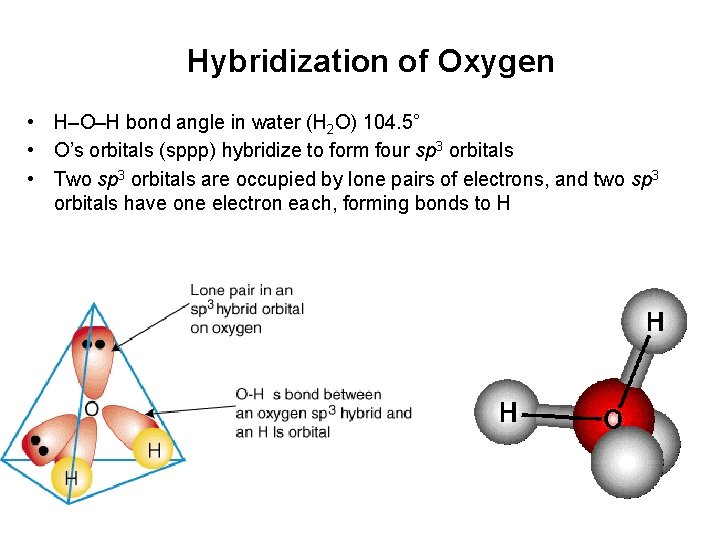 Hybridization of Oxygen • H–O–H bond angle in water (H 2 O) 104. 5°