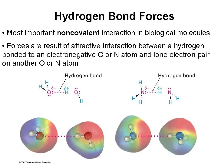 Hydrogen Bond Forces • Most important noncovalent interaction in biological molecules • Forces are