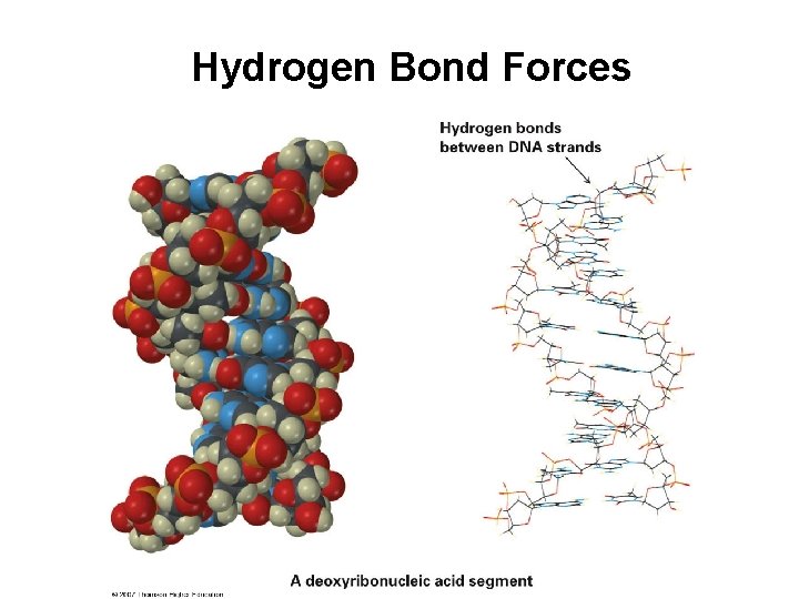 Hydrogen Bond Forces 