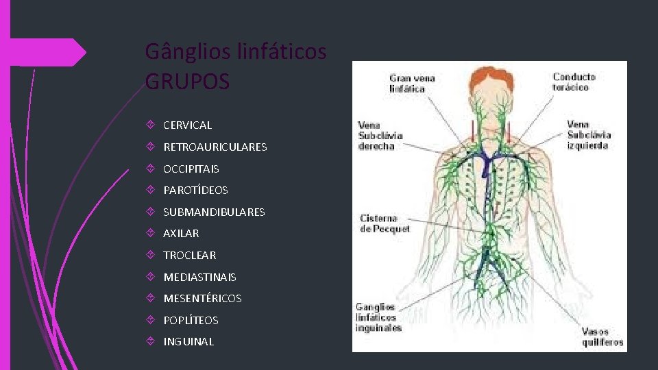 Gânglios linfáticos GRUPOS CERVICAL RETROAURICULARES OCCIPITAIS PAROTÍDEOS SUBMANDIBULARES AXILAR TROCLEAR MEDIASTINAIS MESENTÉRICOS POPLÍTEOS INGUINAL