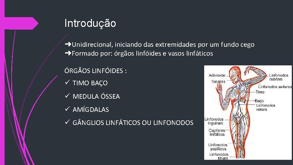 Introdução ➜Unidirecional, iniciando das extremidades por um fundo cego ➜Formado por: órgãos linfóides e