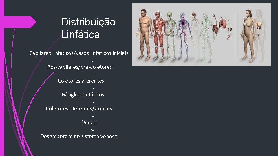 Distribuição Linfática Capilares linfáticos/vasos linfáticos iniciais Pós-capilares/pré-coletores Coletores aferentes Gânglios linfáticos Coletores eferentes/troncos Ductos