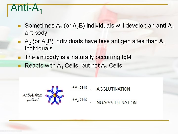 Anti-A 1 n n Sometimes A 2 (or A 2 B) individuals will develop