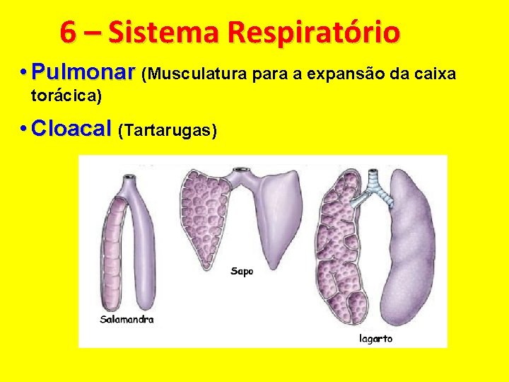 6 – Sistema Respiratório • Pulmonar (Musculatura para a expansão da caixa torácica) •