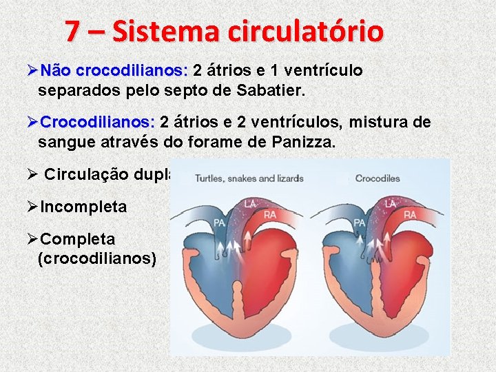 7 – Sistema circulatório ØNão crocodilianos: 2 átrios e 1 ventrículo separados pelo septo