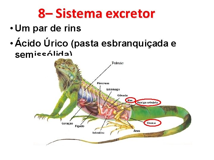 8– Sistema excretor • Um par de rins • Ácido Úrico (pasta esbranquiçada e