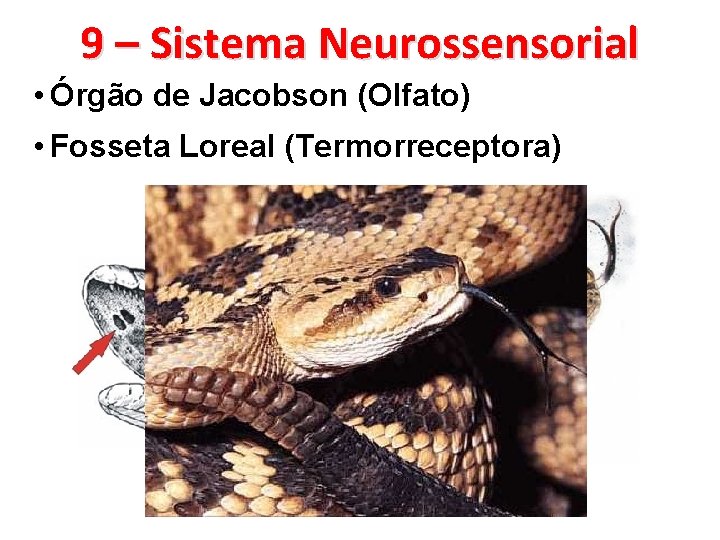 9 – Sistema Neurossensorial • Órgão de Jacobson (Olfato) • Fosseta Loreal (Termorreceptora) 
