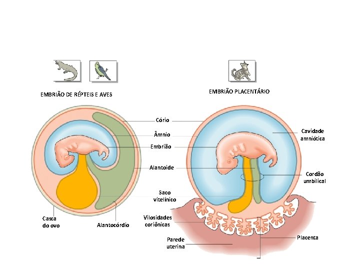 EMBRIÃO PLACENTÁRIO EMBRIÃO DE RÉPTEIS E AVES Cório mnio Cavidade amniótica Embrião Alantoide Cordão