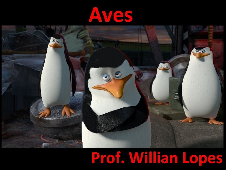 Aves Prof. Willian Lopes 