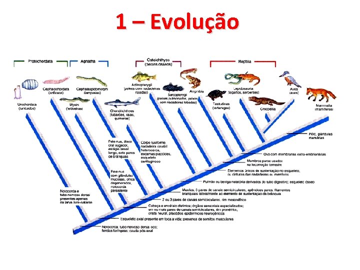 1 – Evolução 