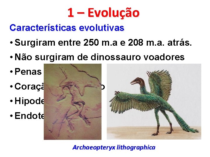 1 – Evolução Características evolutivas • Surgiram entre 250 m. a e 208 m.