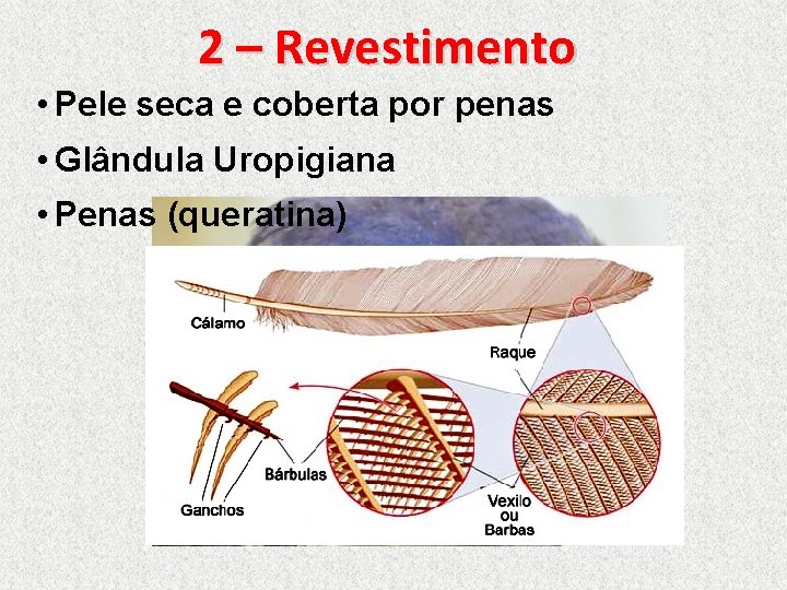 2 – Revestimento • Pele seca e coberta por penas • Glândula Uropigiana •