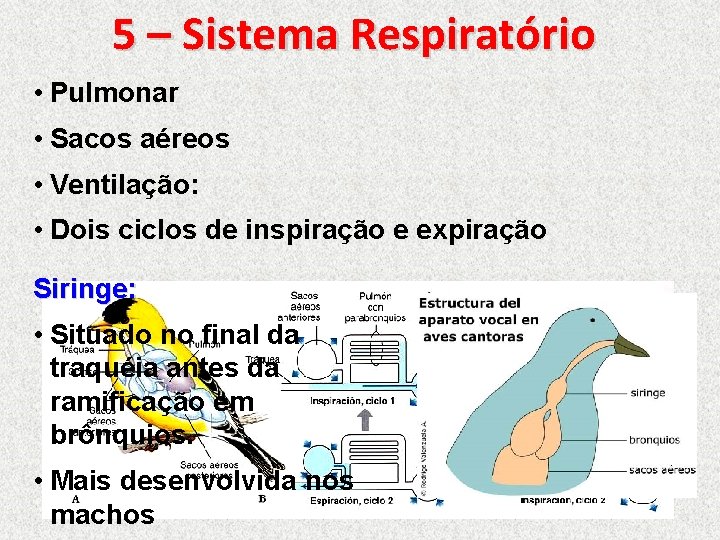 5 – Sistema Respiratório • Pulmonar • Sacos aéreos • Ventilação: • Dois ciclos