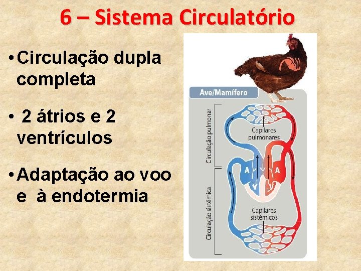 6 – Sistema Circulatório • Circulação dupla completa • 2 átrios e 2 ventrículos