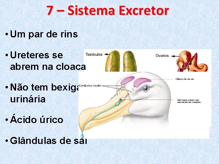 7 – Sistema Excretor • Um par de rins • Ureteres se abrem na