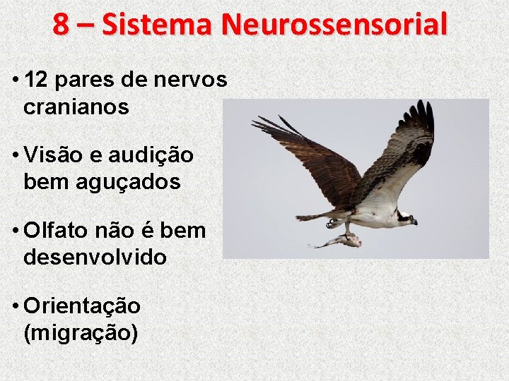 8 – Sistema Neurossensorial • 12 pares de nervos cranianos • Visão e audição