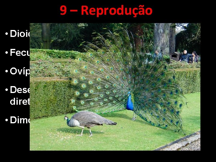 9 – Reprodução • Dioicos • Fecundação interna • Ovíparos • Desenvolvimento direto •