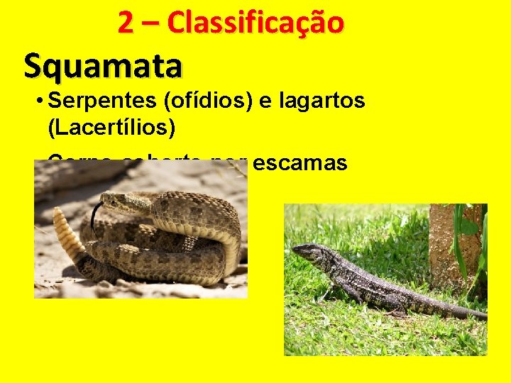2 – Classificação Squamata • Serpentes (ofídios) e lagartos (Lacertílios) • Corpo coberto por