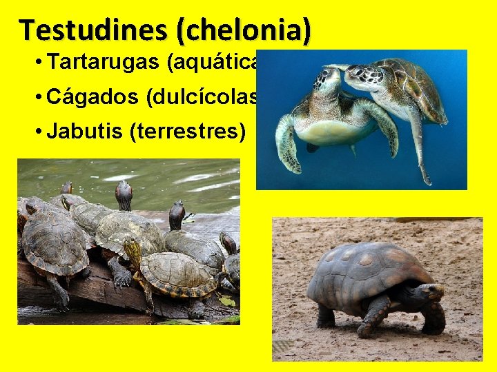Testudines (chelonia) • Tartarugas (aquáticas) • Cágados (dulcícolas) • Jabutis (terrestres) 