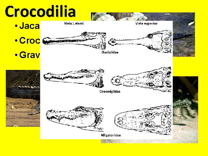 Crocodilia • Jacaré • Crocodilos • Gravial (india) 